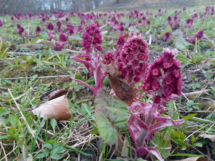 Белокопытник гибридный petasítes hýbridus
