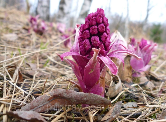 Белокопытник spurius