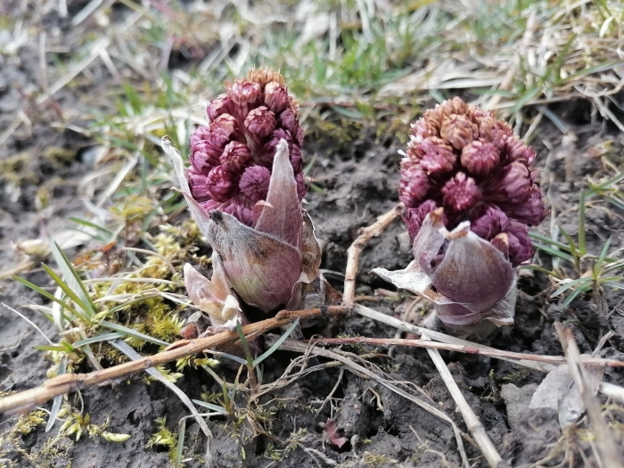Сахалинский подснежники белокопытник