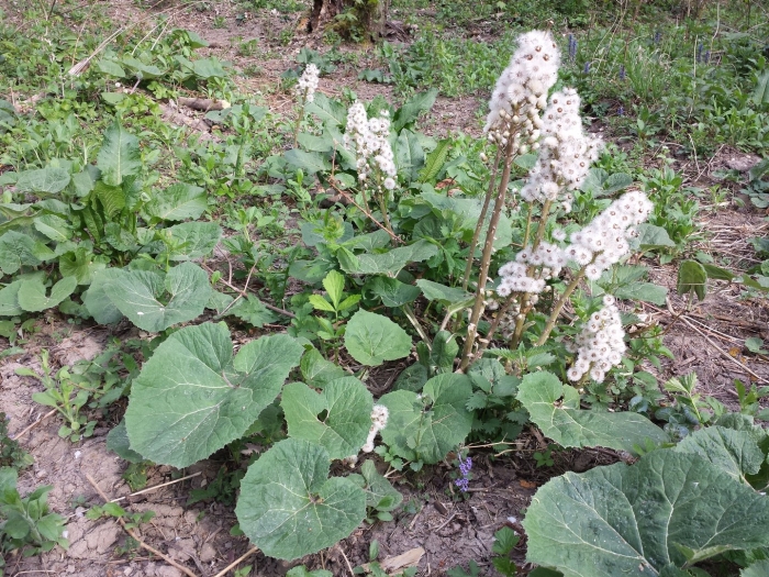 Белокопытник гибридный petasítes hýbridus