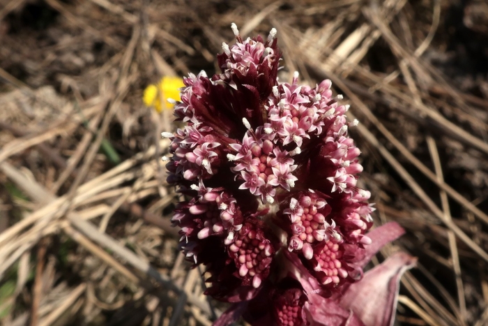 Белокопытник гибридный petasítes hýbridus