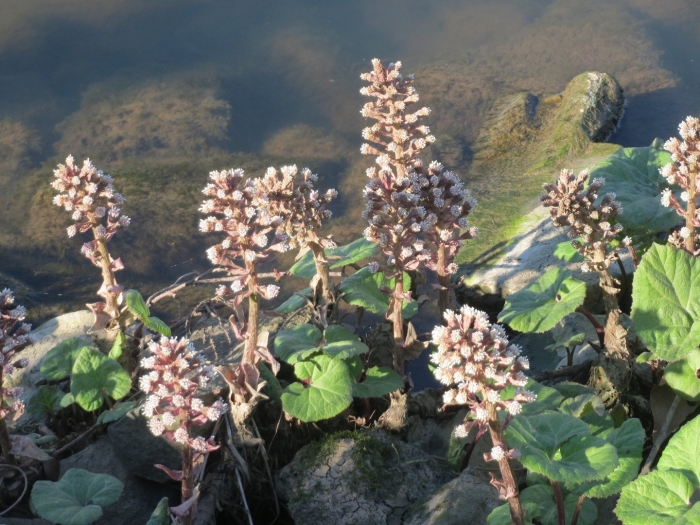 Белокопытник гибридный petasítes hýbridus