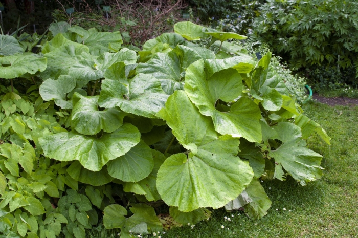 Белокопытник японский 'giganteus'