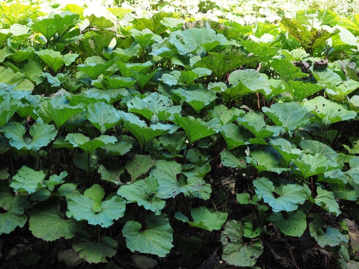 Лопух растение