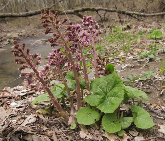 Белокопытник petasites hybridus