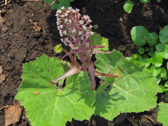 Белокопытник гибридный petasítes hýbridus