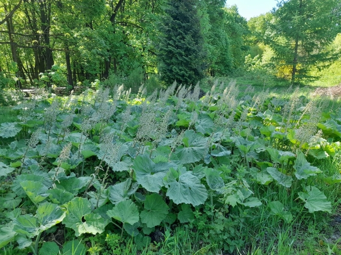 Белокопытник лекарственный