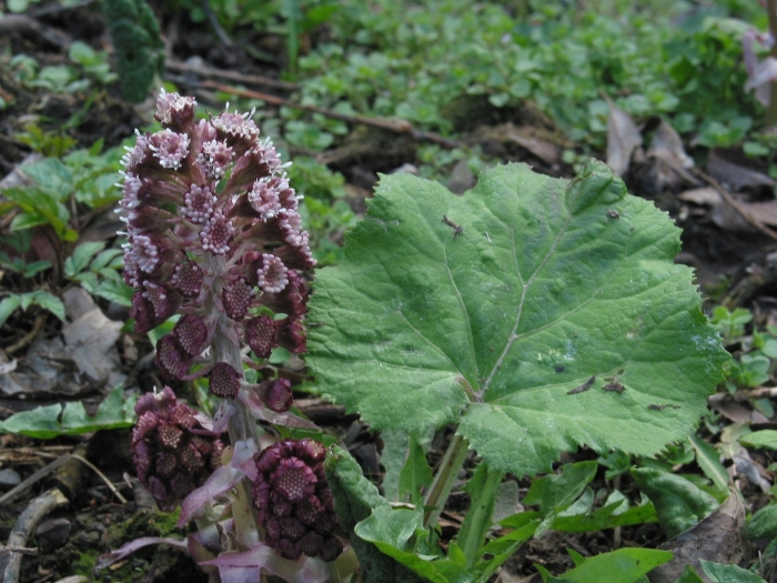Белокопытник petasites hybridus