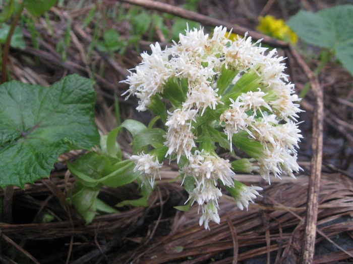 Petasites albus