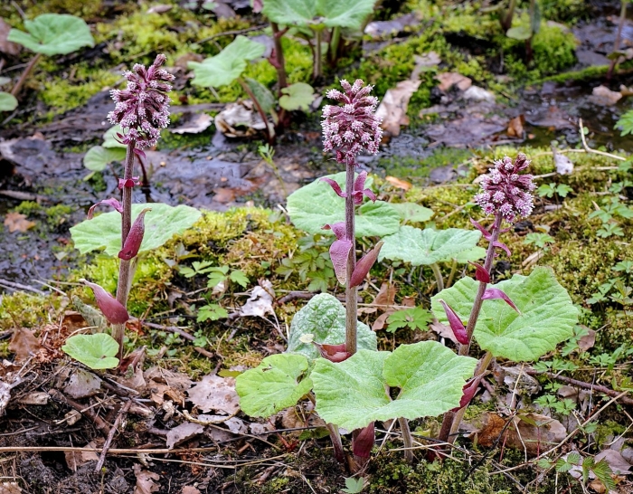 Белокопытник гибридный petasítes hýbridus