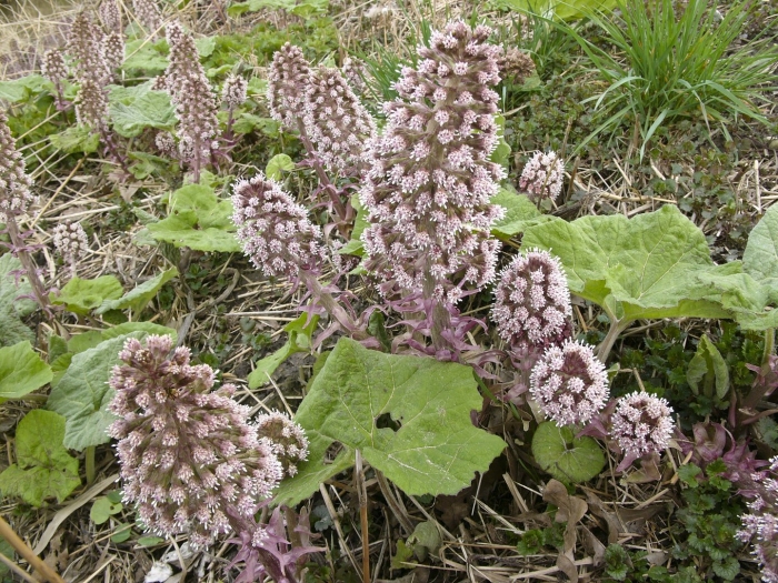 Белокопытник гибридный petasítes hýbridus
