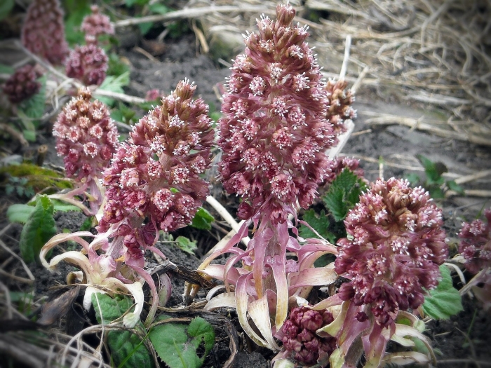 Белокопытник гибридный petasítes hýbridus