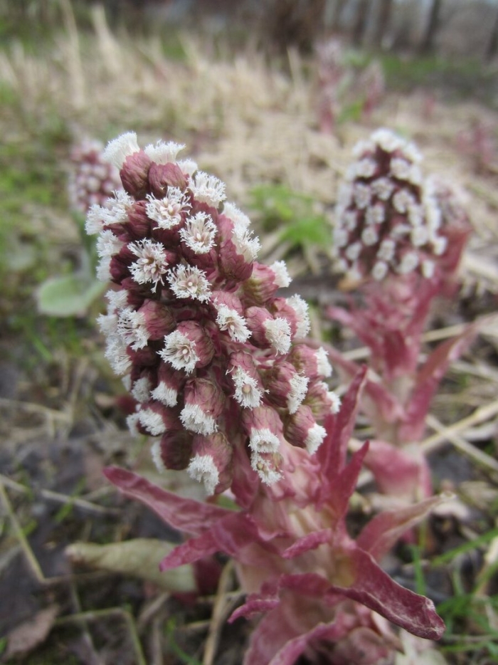 Белокопытник гибридный petasítes hýbridus