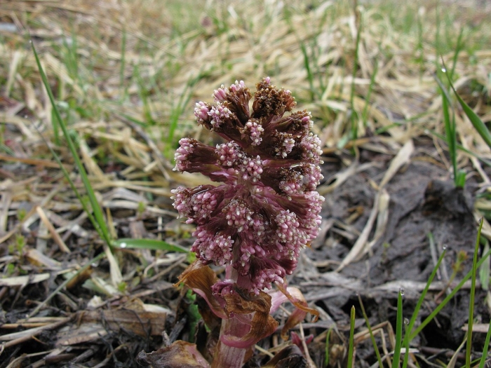 Белокопытник гибридный petasítes hýbridus