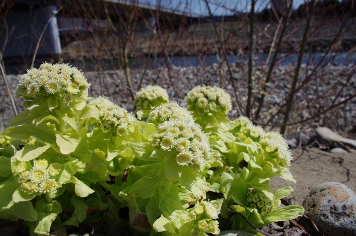 Белокопытник японский