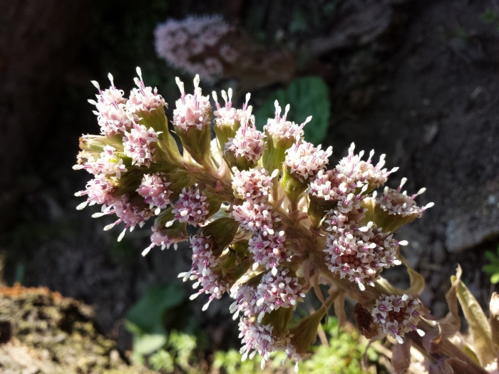 Белокопытник гибридный petasítes hýbridus