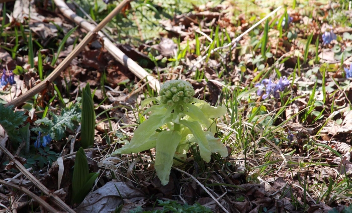 Белокопытник широкий