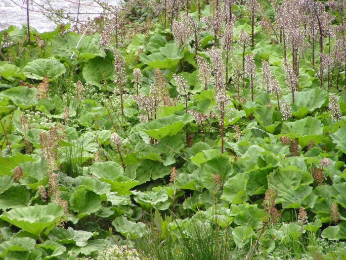 Белокопытник гибридный petasítes hýbridus