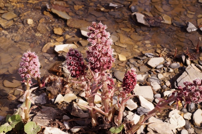 Белокопытник гибридный petasítes hýbridus