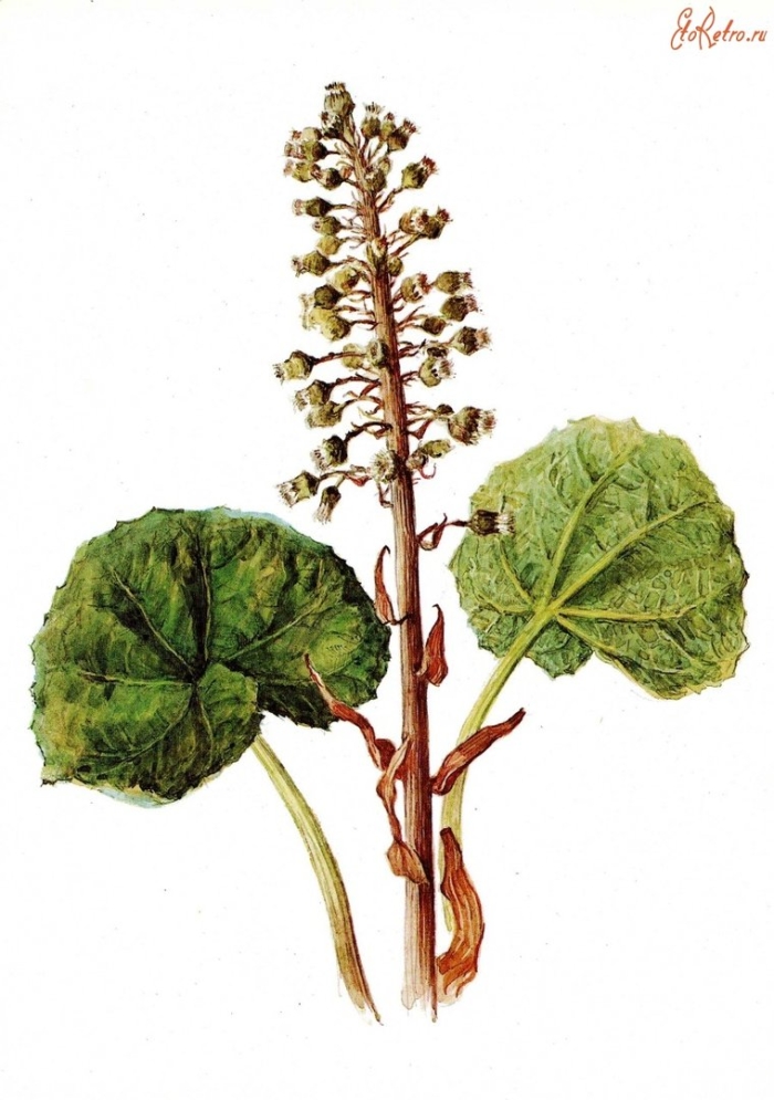 Белокопытник ложный лист