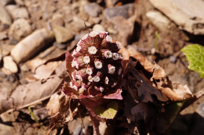 Белокопытник сахалинский