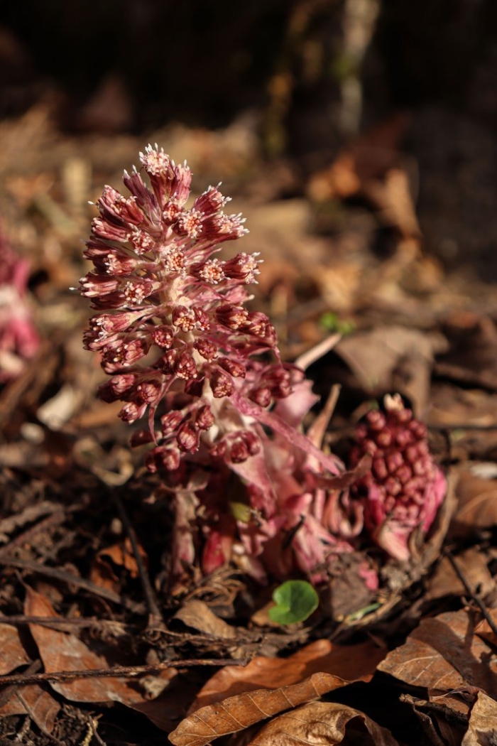 Белокопытник гибридный petasítes hýbridus