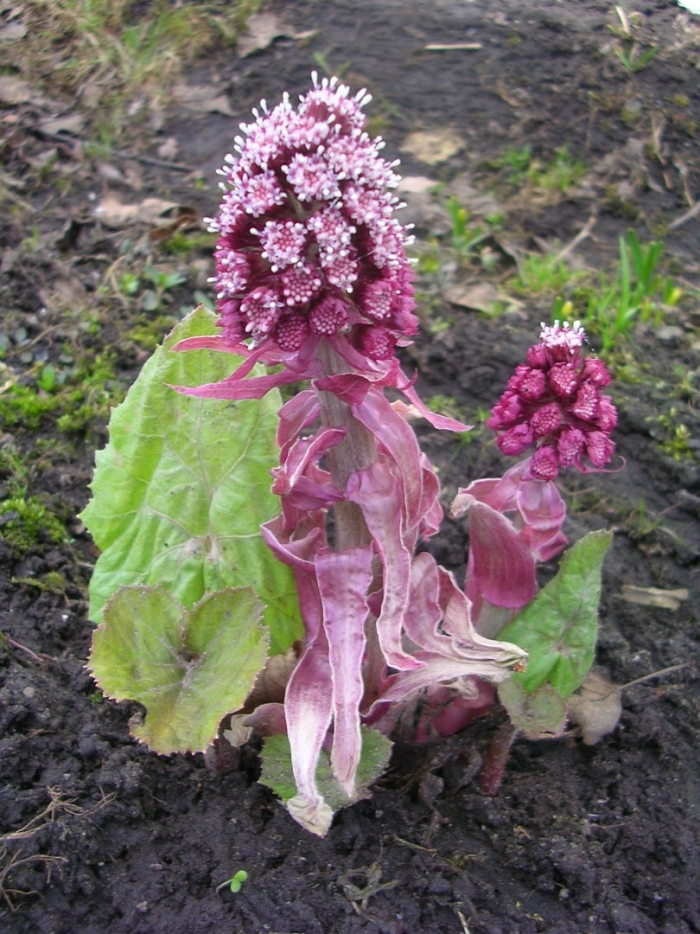 Белокопытник гибридный petasites hybridus