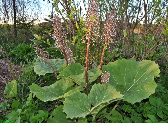 Белокопытник гибридный petasítes hýbridus