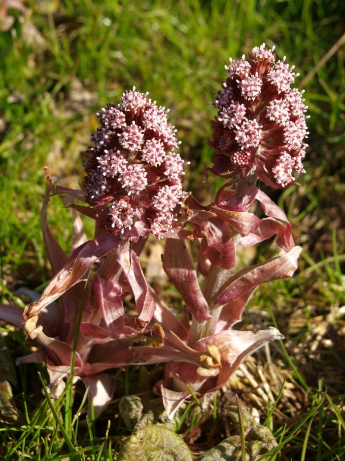 Белокопытник (petasites)