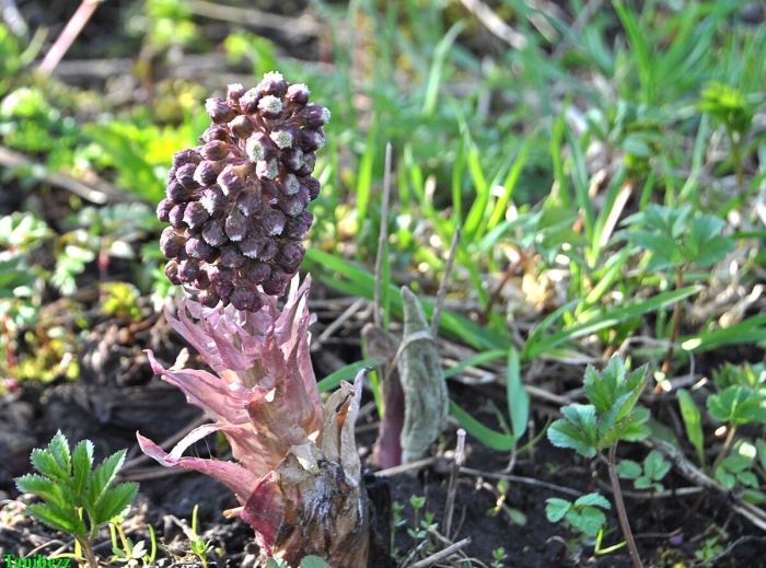 Белокопытник гибридный petasítes hýbridus