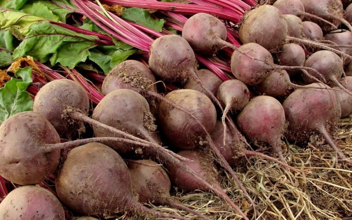 Сорта свеклы