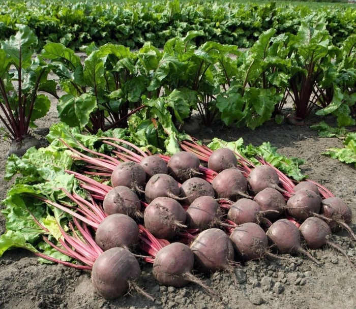 Cемена свеклы столовой