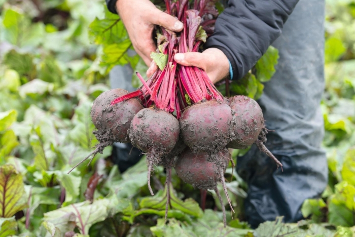 Свекла манзу