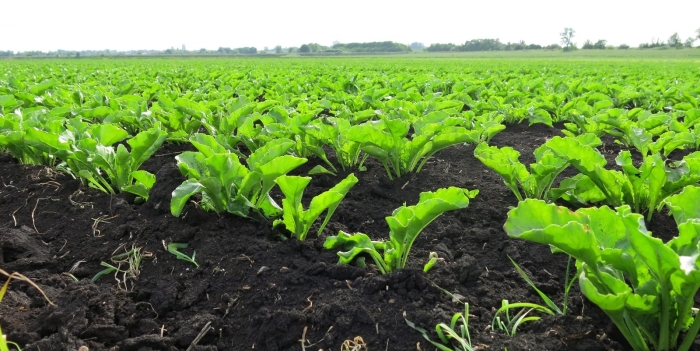 Росток свеклы сахарной