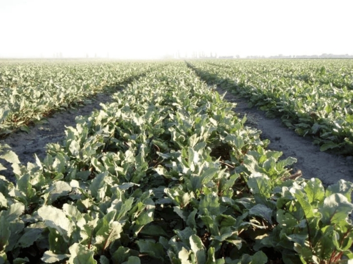 Цветушность у сахарной свеклы