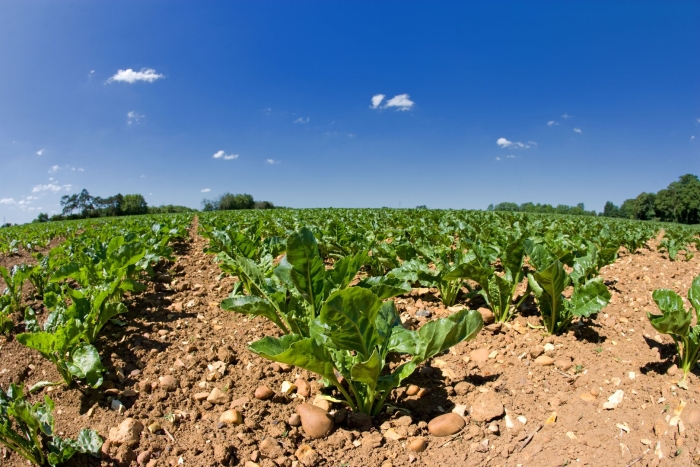 Сахарная свекла поля краснодарский край
