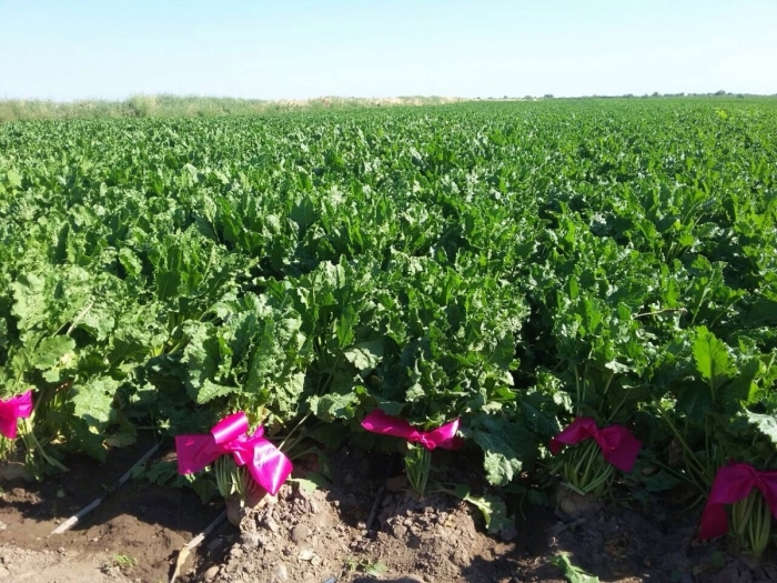 Сахарная свекла поля краснодарский край