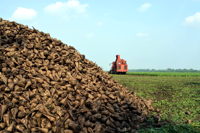 Сахарная свекла алтайский край