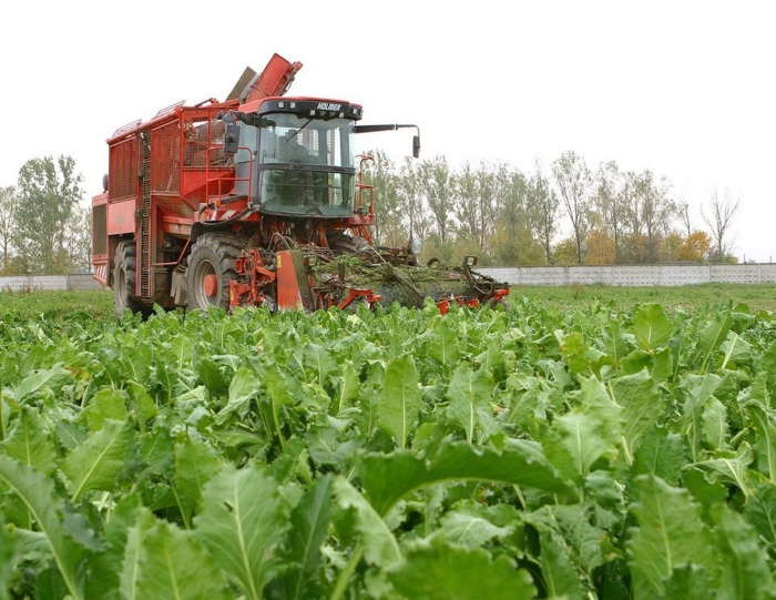 Уборка сахарной свеклы