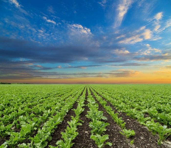 Поле сахарной свеклы