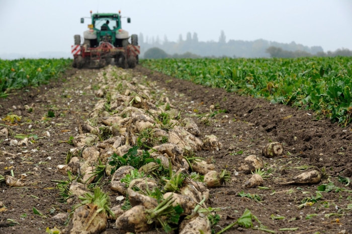 Интенсивная технология возделывания сахарной свёклы