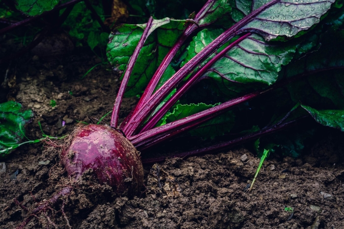 Корень свеклы