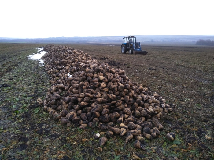 Ботвоочистители сахарной свеклы
