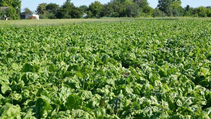 Поле сахарной свеклы