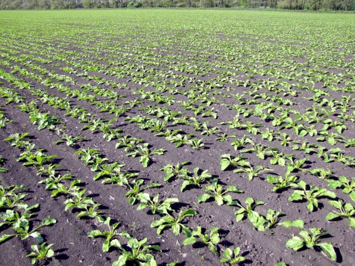 Росток свеклы сахарной