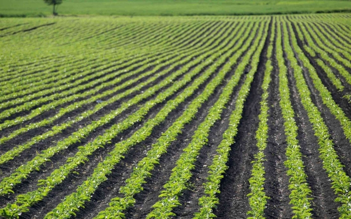 Сельскохозяйственное поле