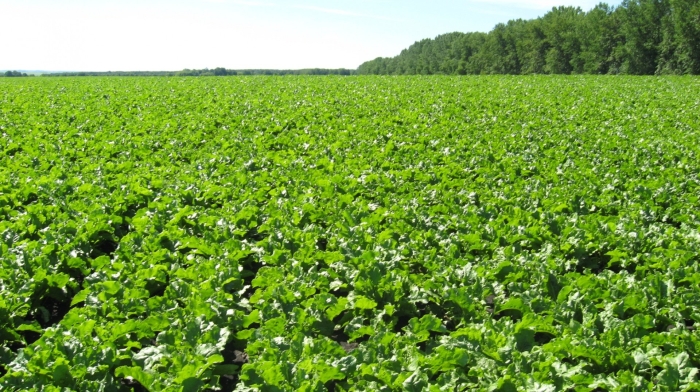 Сахарная свекла плантации в россии