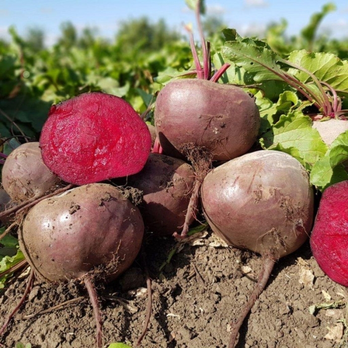 Свекла столовая цеппо f1