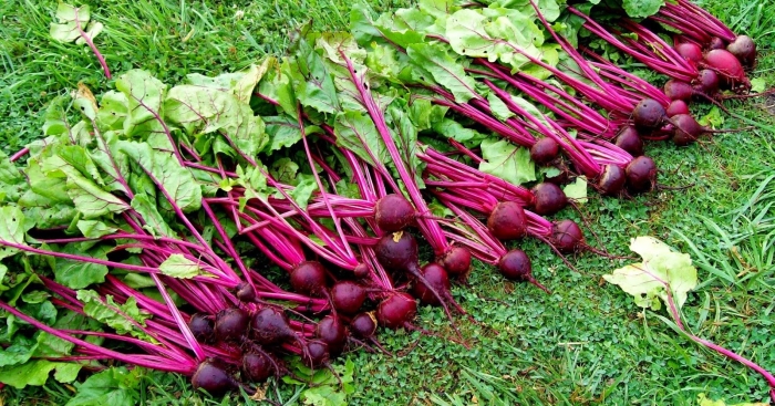 Свекла столовая пани божена