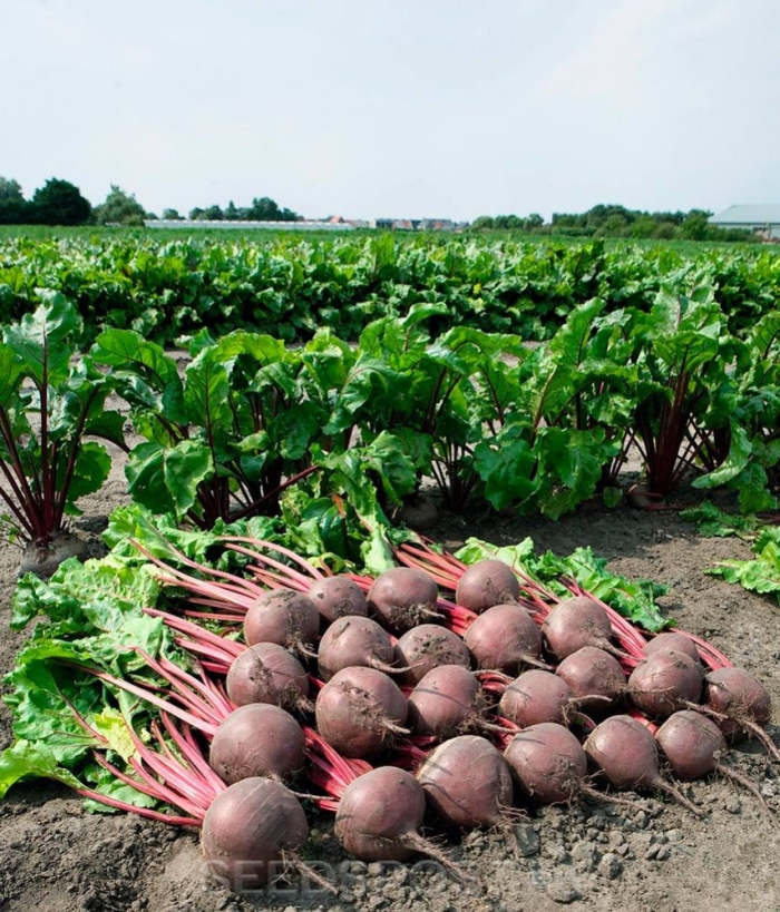 Свекла боро